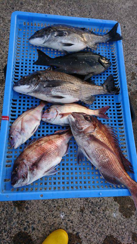 第三共栄丸 釣果