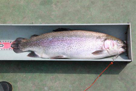 としまえんフィッシングエリア 釣果