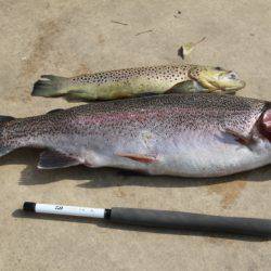 としまえんフィッシングエリア 釣果