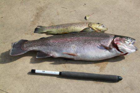 としまえんフィッシングエリア 釣果