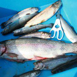 としまえんフィッシングエリア 釣果