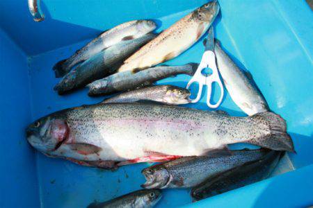 としまえんフィッシングエリア 釣果