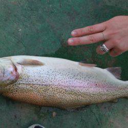 としまえんフィッシングエリア 釣果