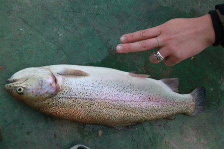 としまえんフィッシングエリア 釣果