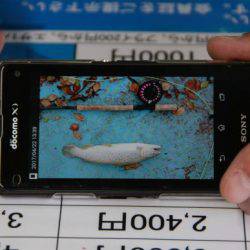 としまえんフィッシングエリア 釣果