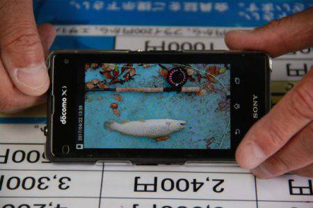 としまえんフィッシングエリア 釣果