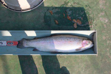 としまえんフィッシングエリア 釣果