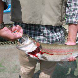 としまえんフィッシングエリア 釣果