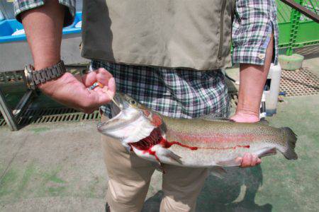 としまえんフィッシングエリア 釣果