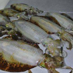 South Current 釣果