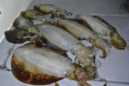 South Current 釣果