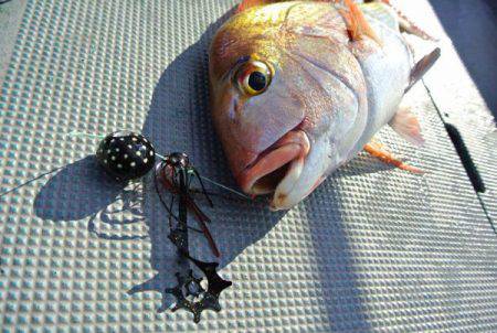 South Current 釣果