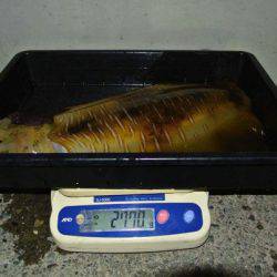 South Current 釣果