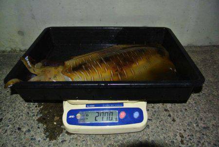 South Current 釣果