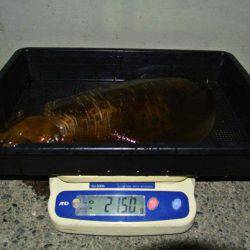 South Current 釣果