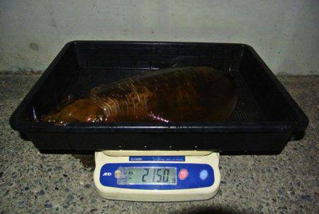 South Current 釣果