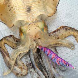 South Current 釣果