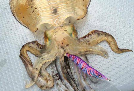 South Current 釣果