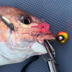 South Current 釣果