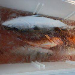 LUSTER『ラスター』 釣果