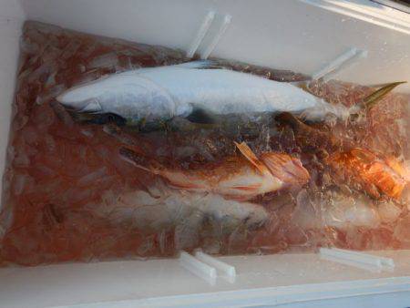 LUSTER『ラスター』 釣果