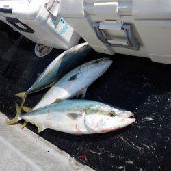 LUSTER『ラスター』 釣果