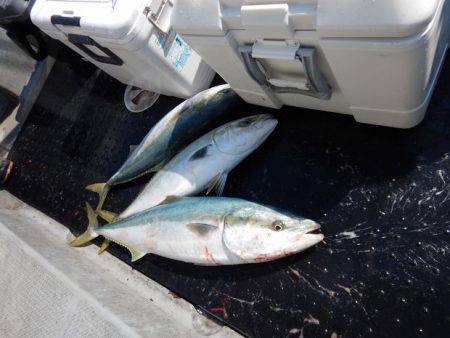 LUSTER『ラスター』 釣果