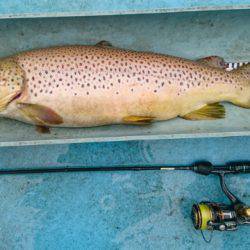 としまえんフィッシングエリア 釣果