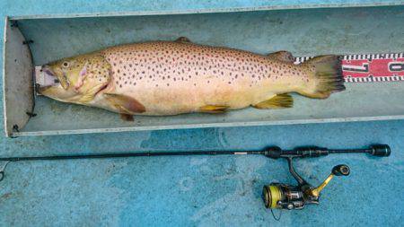 としまえんフィッシングエリア 釣果