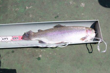 としまえんフィッシングエリア 釣果