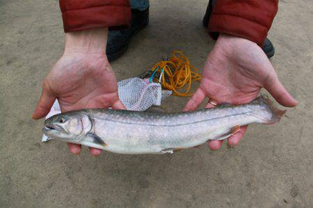 としまえんフィッシングエリア 釣果