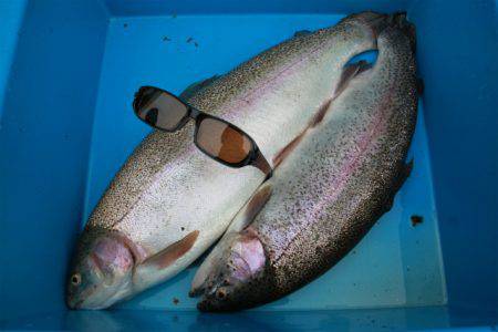 としまえんフィッシングエリア 釣果