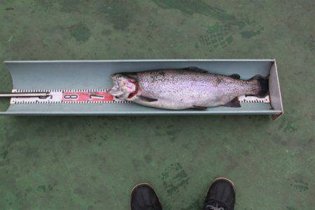 としまえんフィッシングエリア 釣果