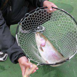 としまえんフィッシングエリア 釣果