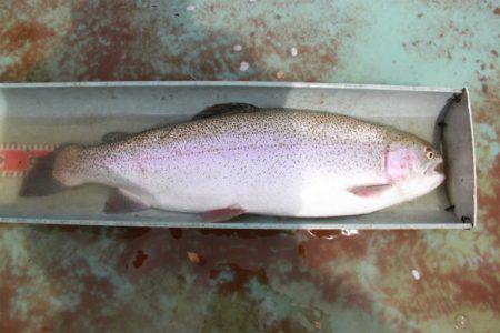 としまえんフィッシングエリア 釣果