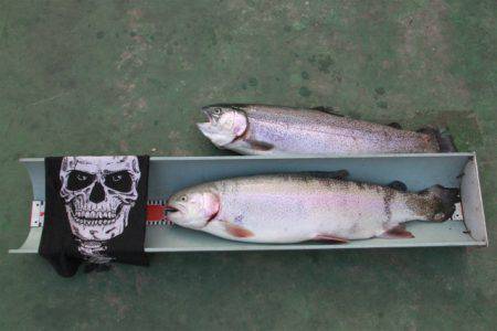 としまえんフィッシングエリア 釣果