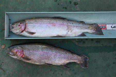 としまえんフィッシングエリア 釣果