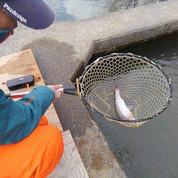 つりぼりあかし 釣果