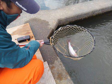 つりぼりあかし 釣果