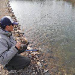 つりぼりあかし 釣果