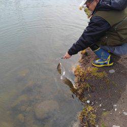つりぼりあかし 釣果