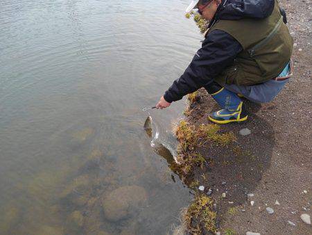 つりぼりあかし 釣果