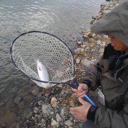 つりぼりあかし 釣果