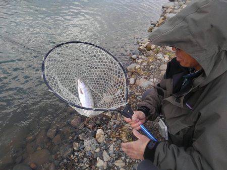 つりぼりあかし 釣果