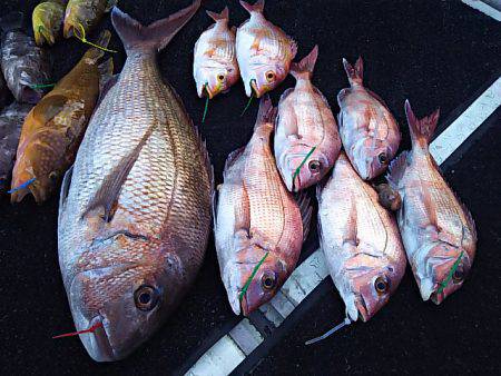 光生丸 釣果