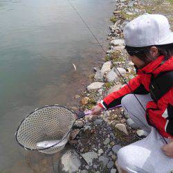 つりぼりあかし 釣果