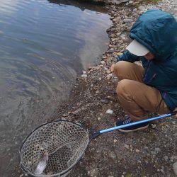 つりぼりあかし 釣果