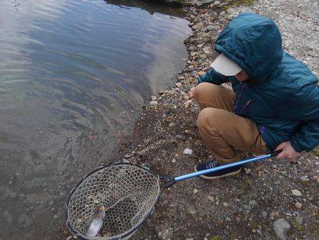 つりぼりあかし 釣果