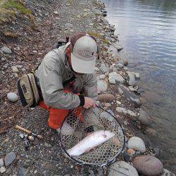 つりぼりあかし 釣果