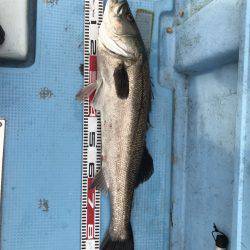 アマテラス 釣果